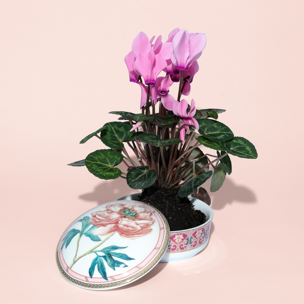 Пион_3.jpg Пион_3.jpg