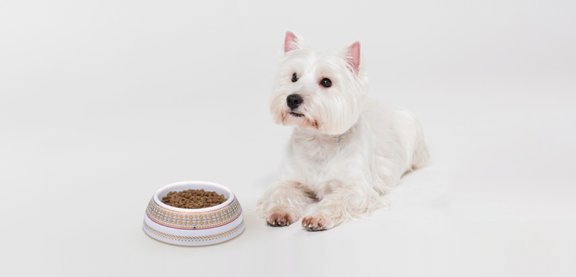 Анонс посуды для собак