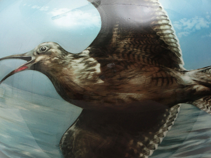 Ваза форма Круглая рисунок На болоте арт. 80.88176.00.1