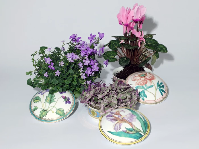 Туалетная коробочка в подарочной упаковке, форма Круглая, рисунок Фиалка надрезанная, арт 81.33190.00.1, 